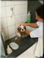 /album/galeria-de-fotos-banhos-e-tosquias/banho1b-jpg/