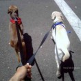 /album/galeria-de-fotos-dog-walking/dogwalk-web-jpg/