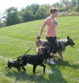 /album/galeria-de-fotos-dog-walking/walk5dogsproperly1-jpg/