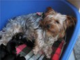 /album/galeria%20de%20fotos%3a%20cria%c3%a7%c3%a3o/a62602221-3-yorkshire-terrier-lop-e-afixo-alfeizerao-jpg/